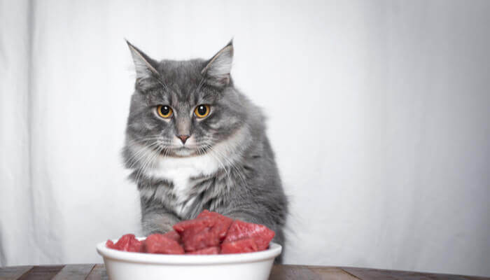 Can Cats Eat Raw Meat Cat Meme Stock Pictures And Photos