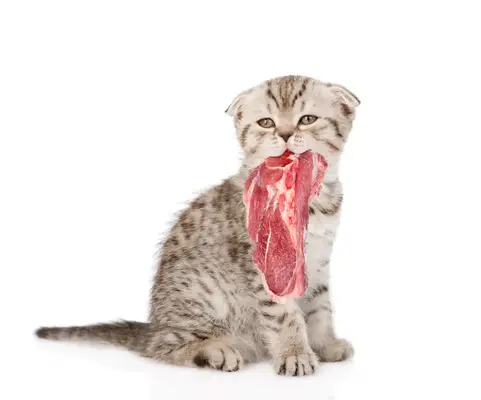 How can cats eat raw meat safely