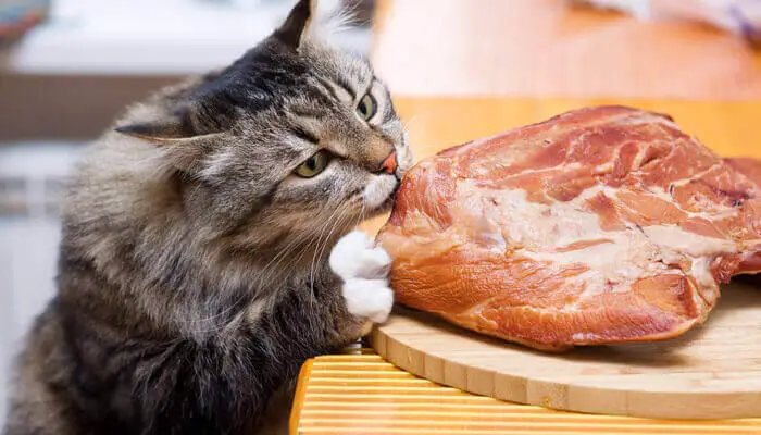 What kind of raw meat can I feed my cat