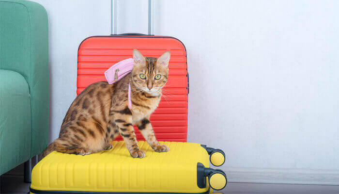 How long can cats hold their pee while traveling 