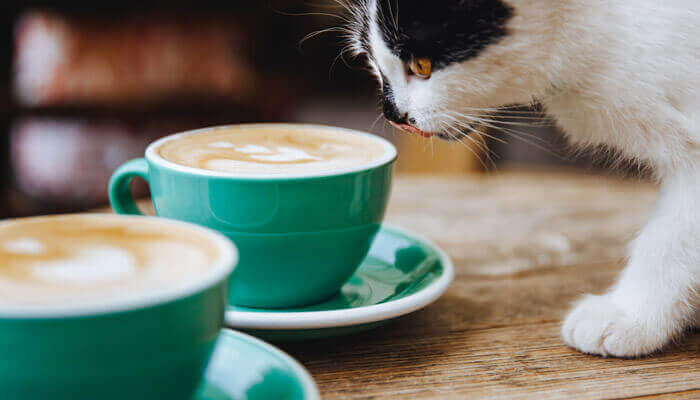 Can a cat smell coffee