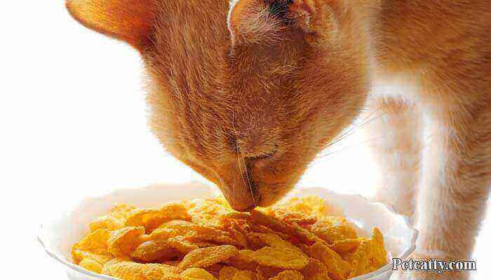 Can cats eat corn flakes