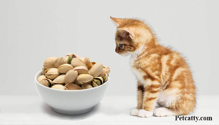 Can cats eat pistachio