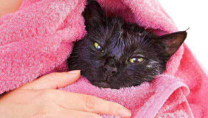 Did the cat die after a bath