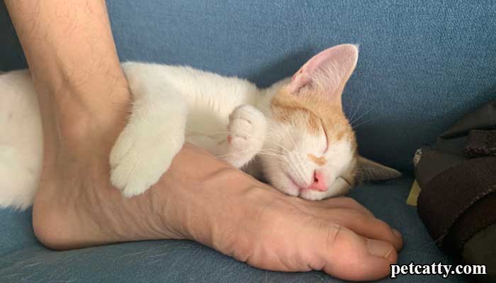 The 10 Reasons Cats Sleep at Your Feet