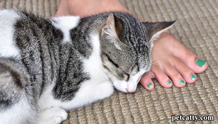 Why do cats sleep on your feet?