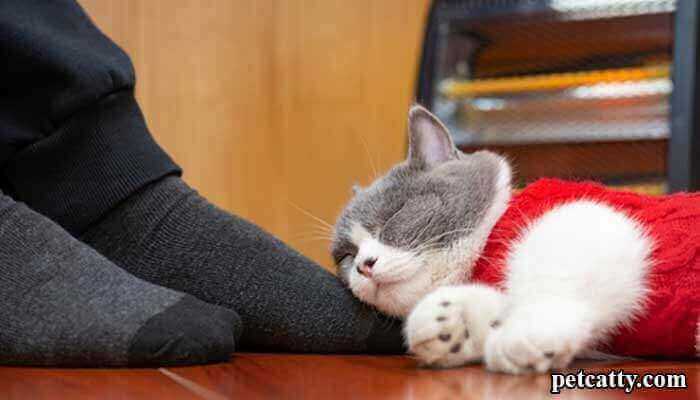 Why do cats sleep on your feet