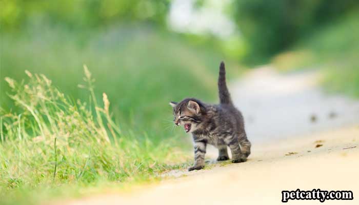 Why is my kitten meowing nonstop? Top 10 Reasons
