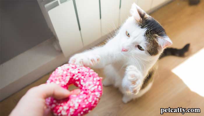 Can cats eat sugar