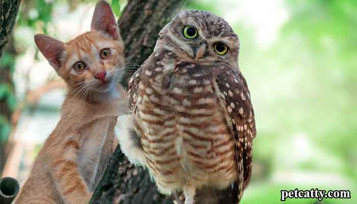 Are Cats Afraid Of Owls
