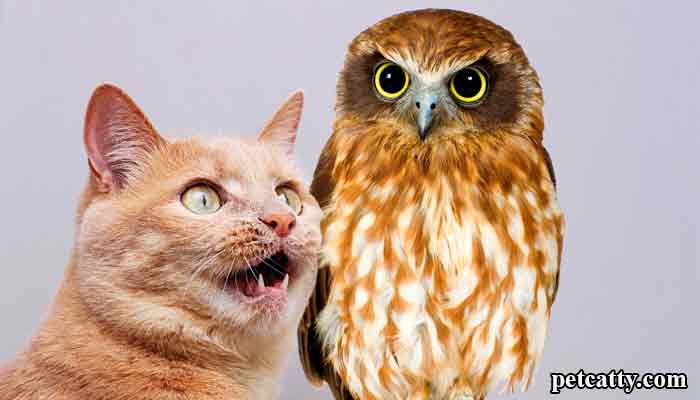 Why Cats Are Afraid Of Owls? 