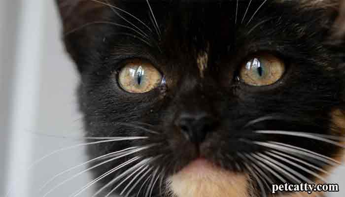 Why Are Cats' Noses Wet? 