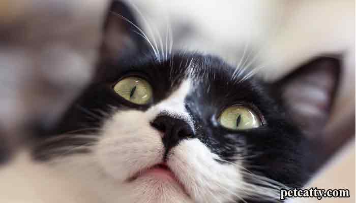 Why Are Cats' Noses Wet? 