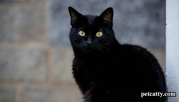 What Does It Mean If A Black Cat Stares At You