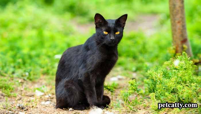 What Does It Mean When You See A Black Cat