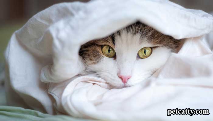 What Illness Can Cats Sense?