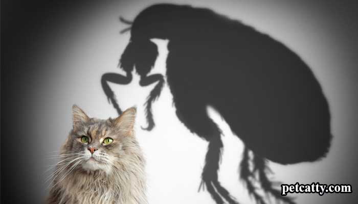 How To Identify Whether Cats Have Fleas Or Not?