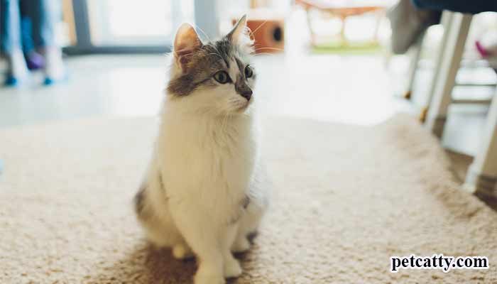 Is Having A Flea Problematic?