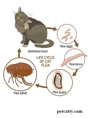 Life Cycle of cat feas