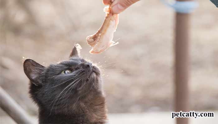 What Does Cat Taste?