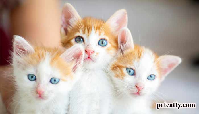 Do Cat Remember Their Siblings?