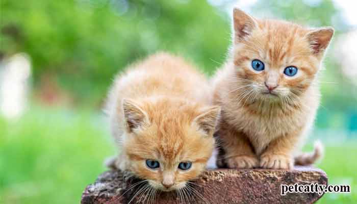 Do You Need To Worry About Your Kitten Missing Their Family?