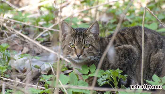 How Often Do Feral Cats Move Their Kittens?