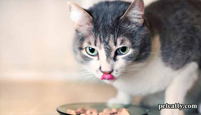 Do cats feel the taste of meat?