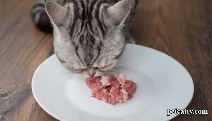 Does Cat like to eat meat?