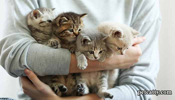 How Do Cats Show Affection Towards Their Owners?