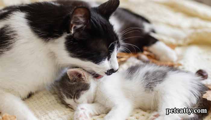 How Long Can a Mother Cat Be Away From Her Newborn Kittens?