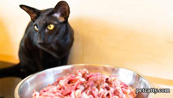 Is my Cat safe eating pork meat?