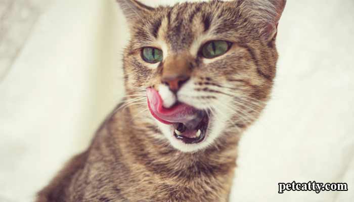 Why Do Cats Lick on You?