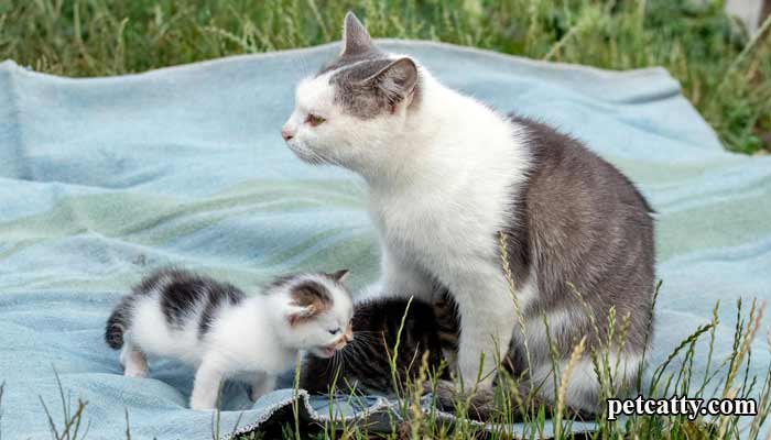 Why Do Cats Move Their Kittens?