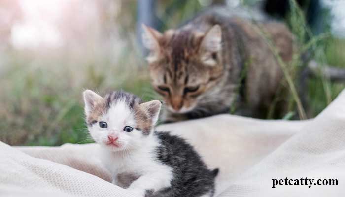 Why Do Cats Move Their Kittens?