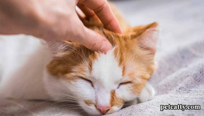 Why Do Cats Tuck Their Heads?