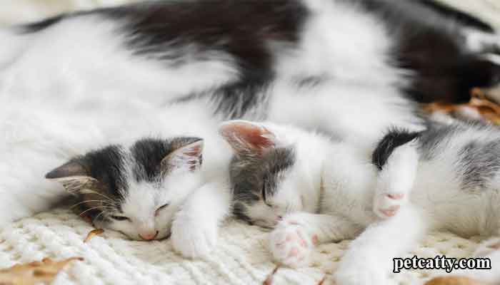 Why Won't My Cat Live With Newborn Kittens?