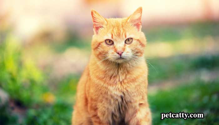 Cool Names for Male Orange Cats