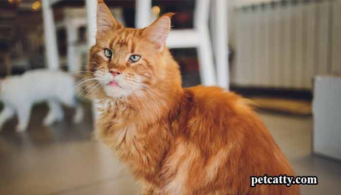 Best Names for Ginger Cats