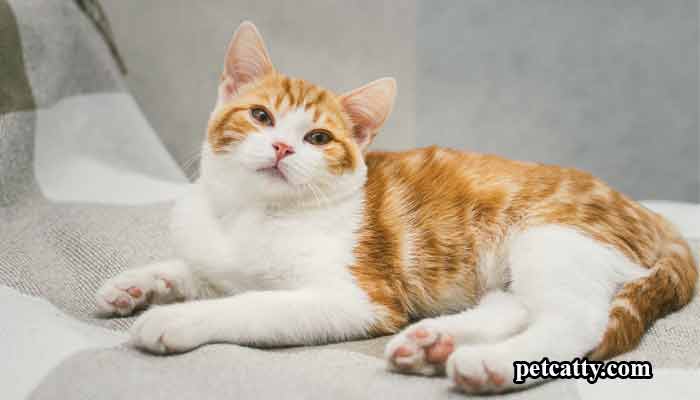 Cool-Names-for-Ginger-Cats