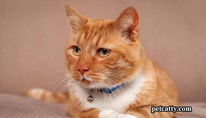 Ginger-Cat-Names-Inspired-by-Movies