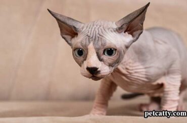 Names-for-Hairless-Cats