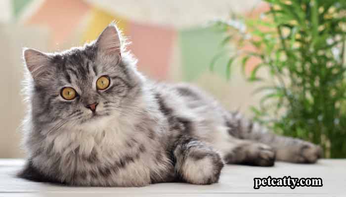 What is a Good Name for a Gray Maine Coon Cat