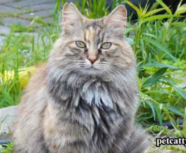 What is a Good Name for a Gray Maine Coon Cat