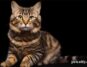 American Bobtail Cat Names