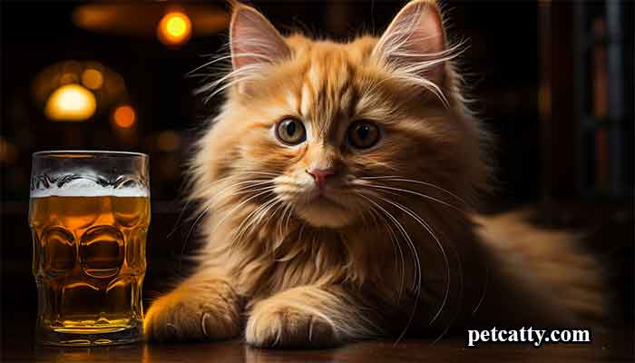 Beer-Cat-Name