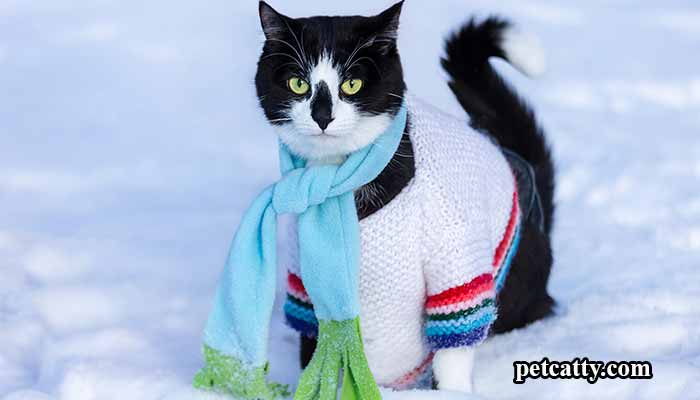 Snowshoe Cat Names