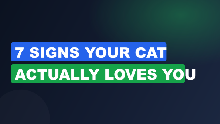 7 Signs Your Cat Actually Loves You