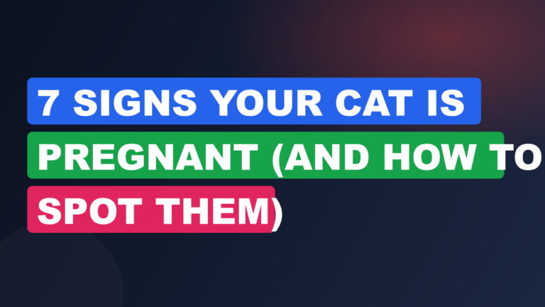 7 Signs Your Cat Is Pregnant (And How to Spot Them)