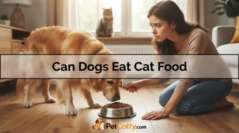 Can Dogs Eat Cat Food
